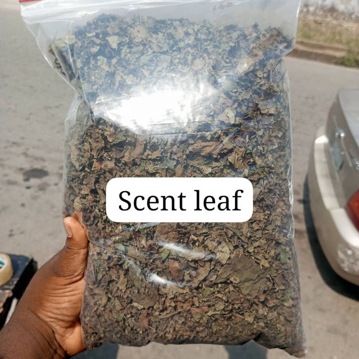 Scent Leaf